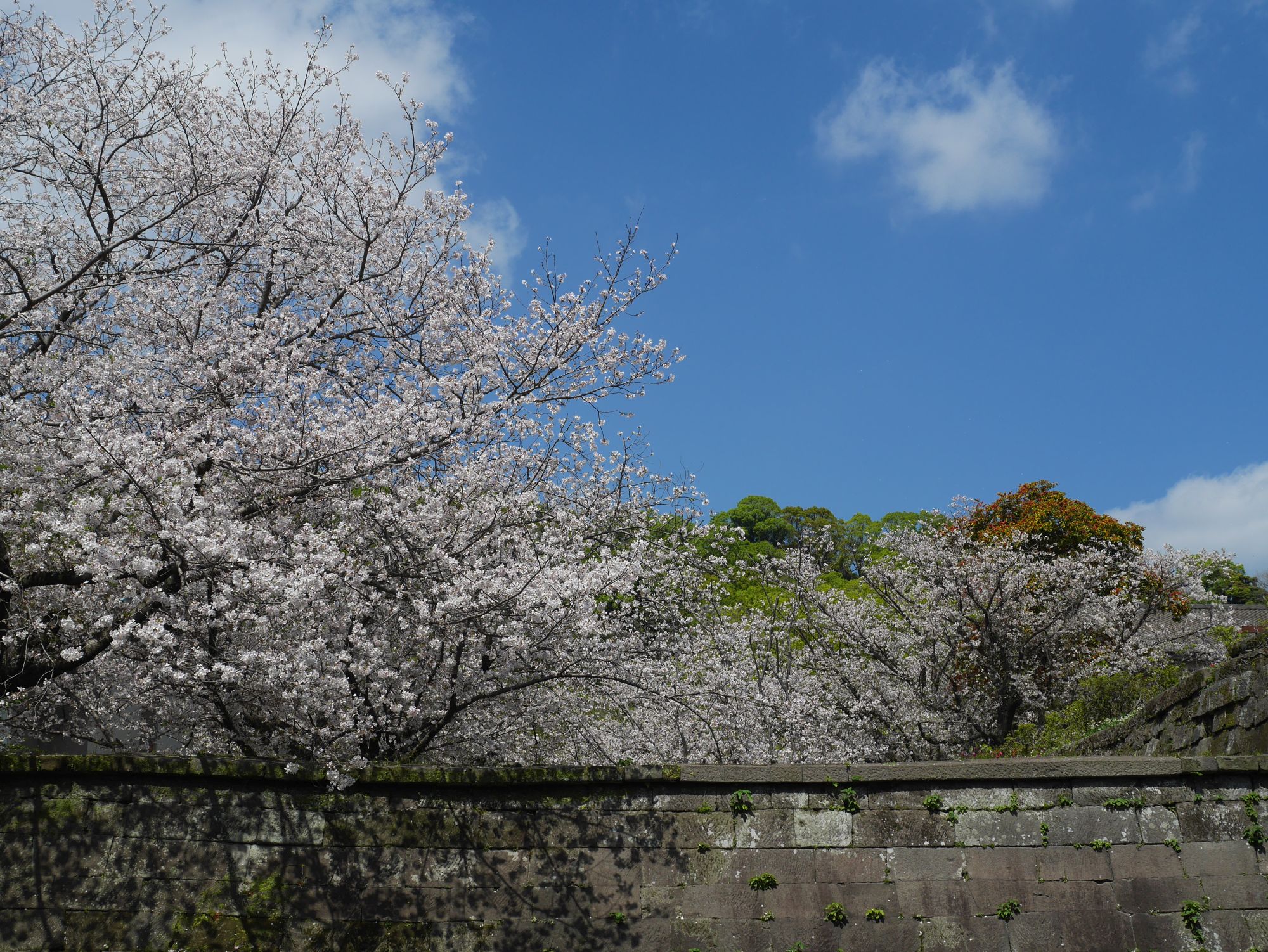 2026年桜と楠01