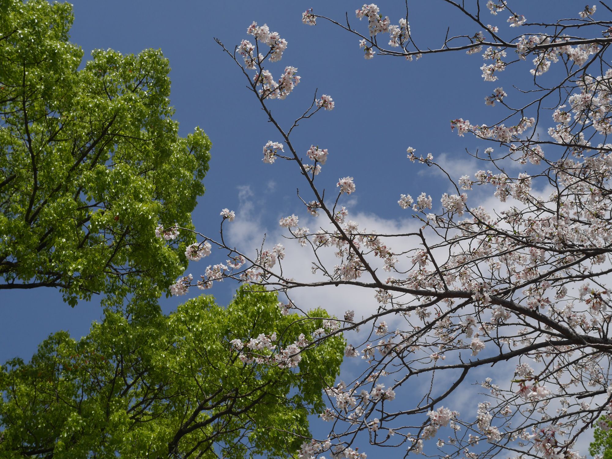 2026年桜と楠03